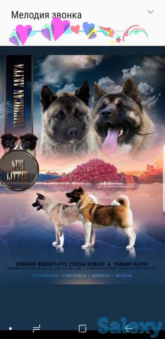 продам щенков Американская акита, фотография 4