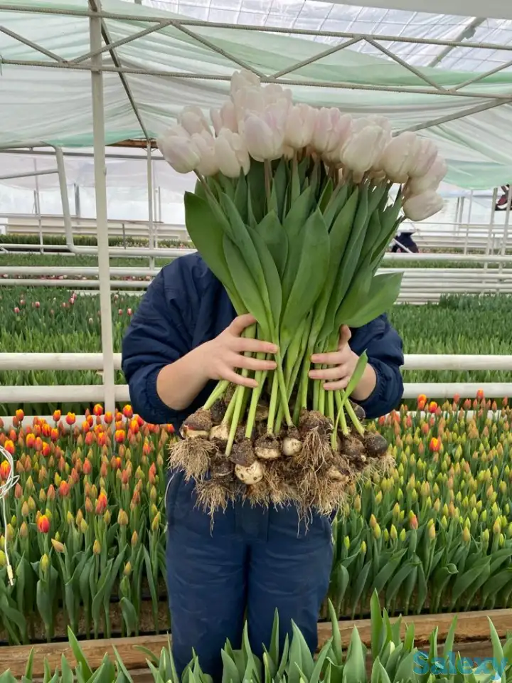 Тюльпаны оптом, фотография 3