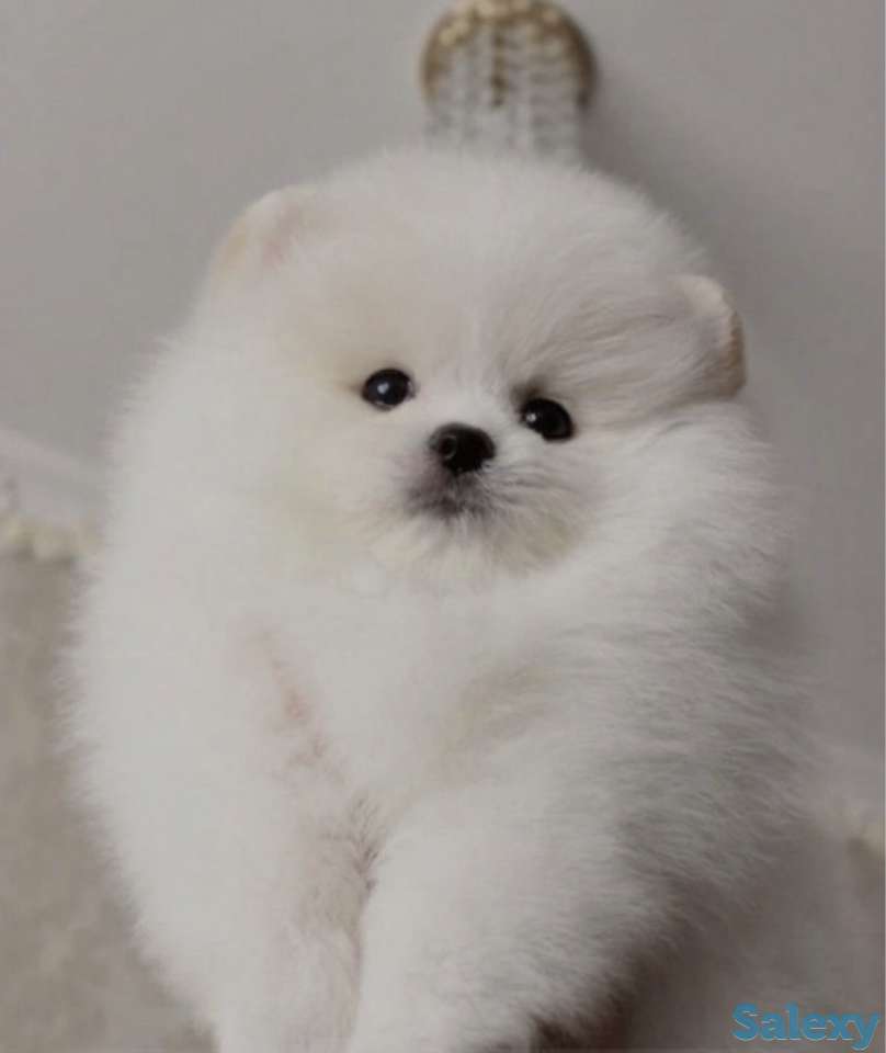 В продаже щенки померашки, фотография 3