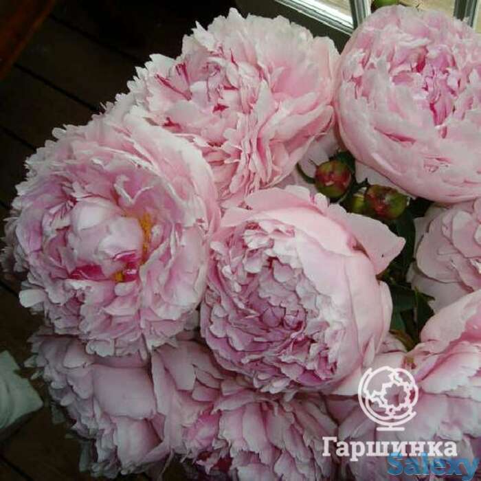 Пион пинк джайнт, фотография 1