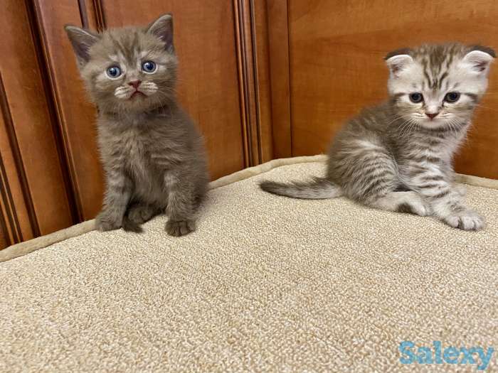 Котята вислоухие, фотография 7