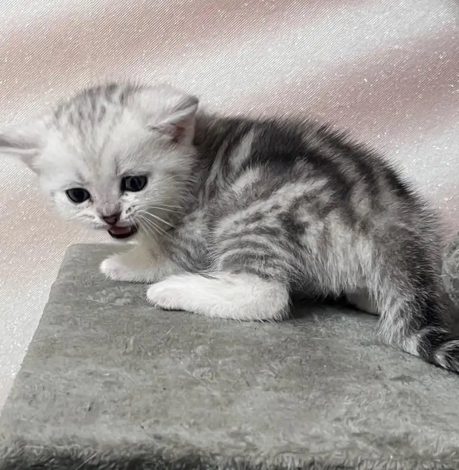 Шотландские котята, фотография 5