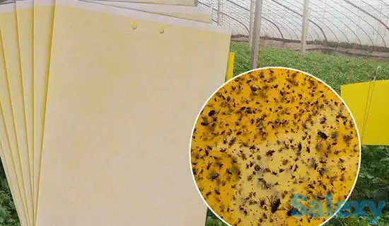 ловушка для белокрылки тли и мух, фотография 3