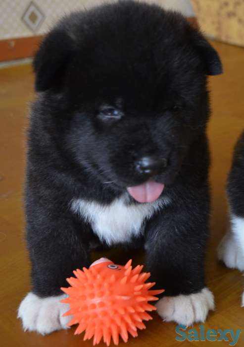 Щенки американской акиты, фотография 5