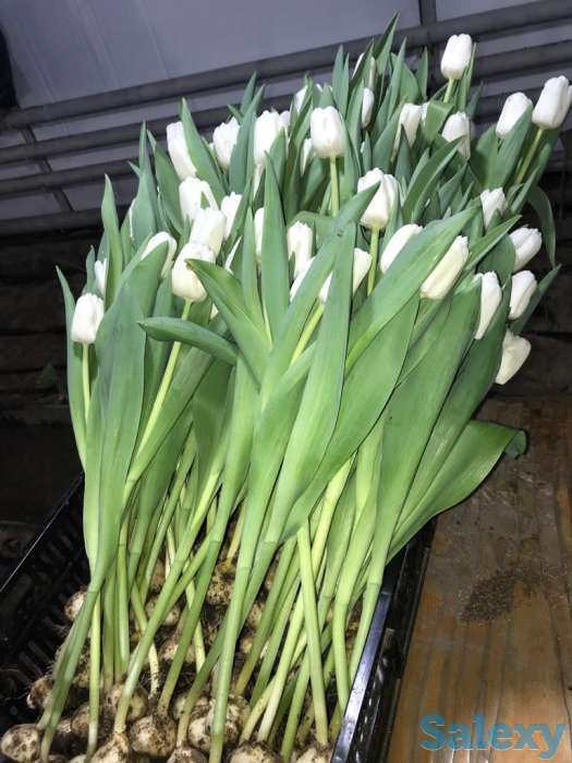 Тюльпаны оптом к 8 марта, фотография 10