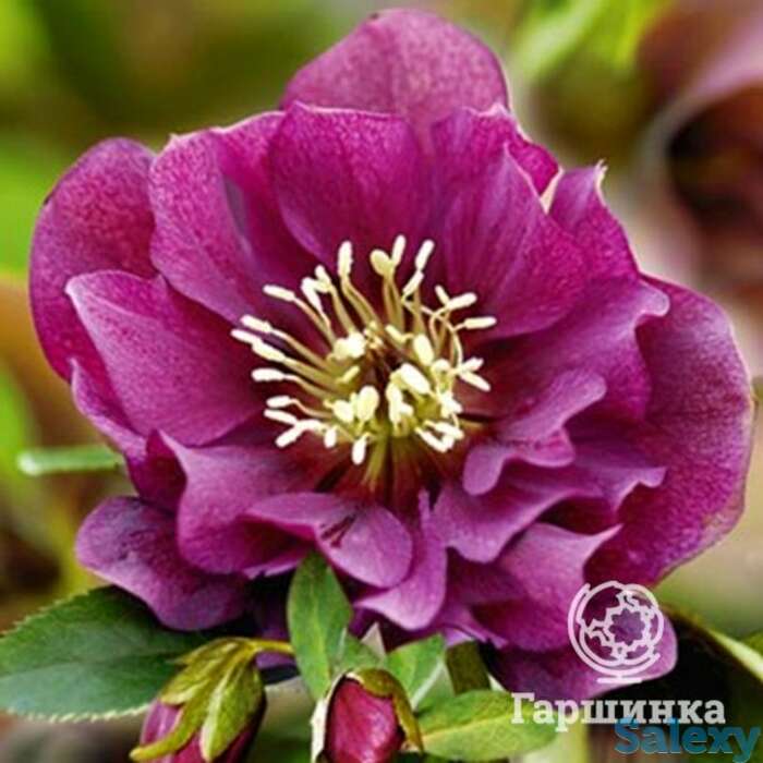 Морозник махровый эллен ред, фотография 1