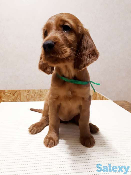 Щенки ирландского сеттера, фотография 2