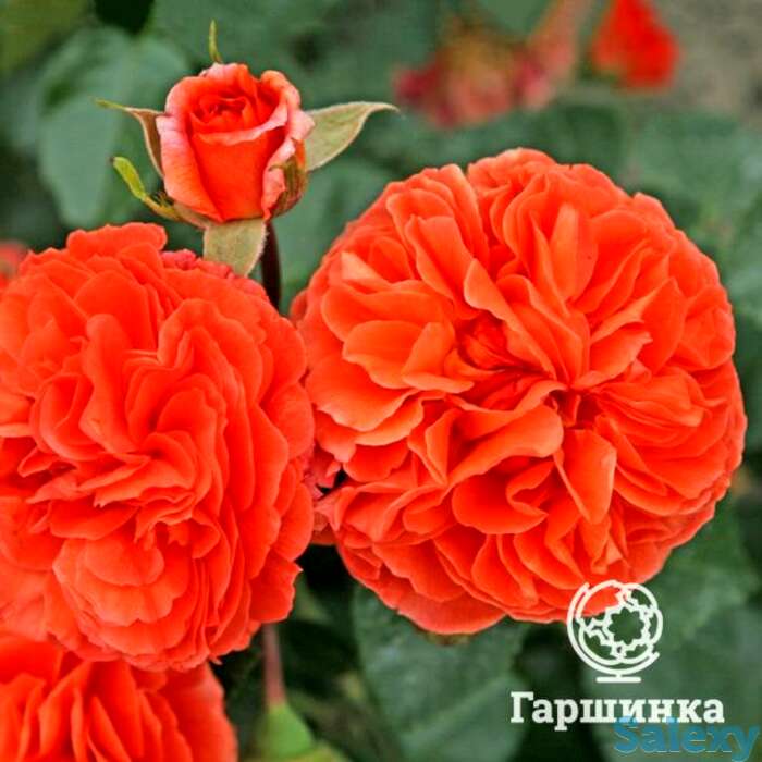 Роза оранжери, кордес, фотография 1