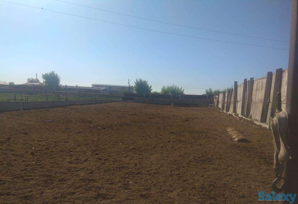 Крестьянское хозяйство, Карагандинская область, Осакаровский район, сАманконыр (с Дальнее), фотография 8