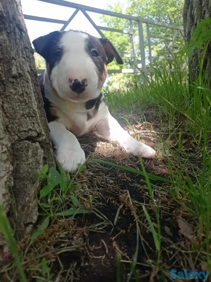 Миниатюрный бультерьер, фотография 6