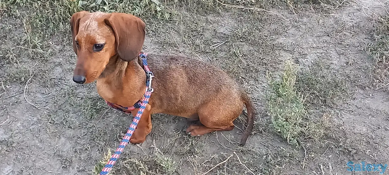 Продам щенка таксы, фотография 1