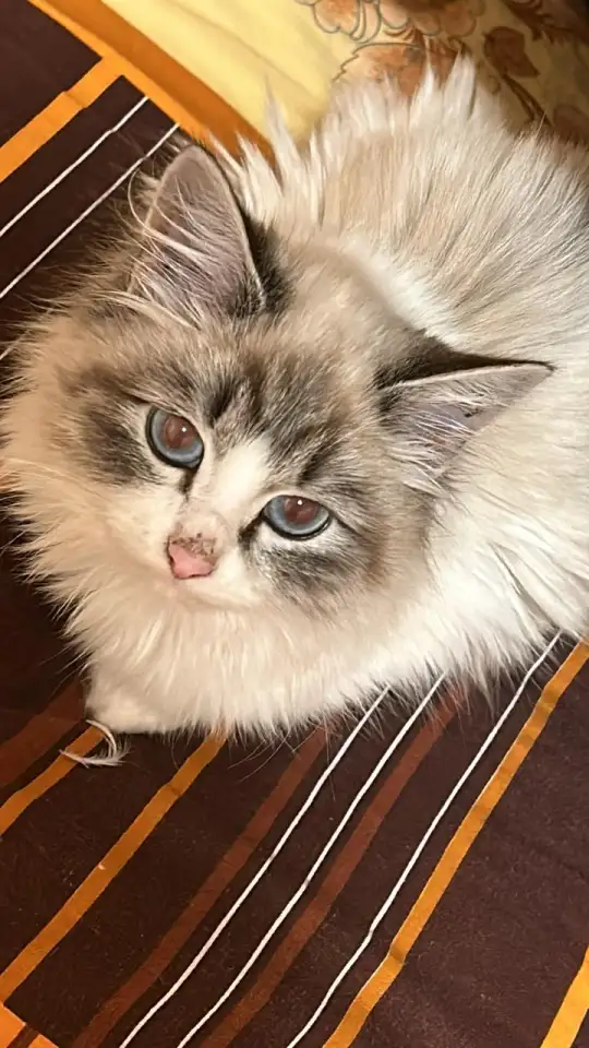 Отдаю котенка в добрые руки, фотография 2