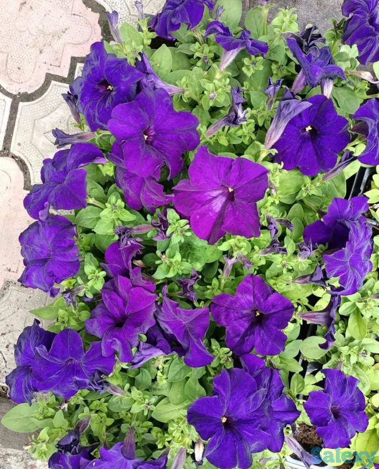 Рассада петунии, фотография 11