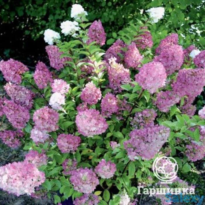 Гортензия сандей фрайз, фотография 1