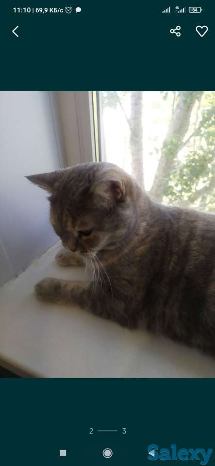 Отдам кошку в добрые руки, фотография 3