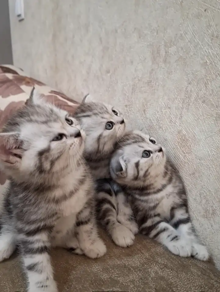 Котята породистые, фотография 4