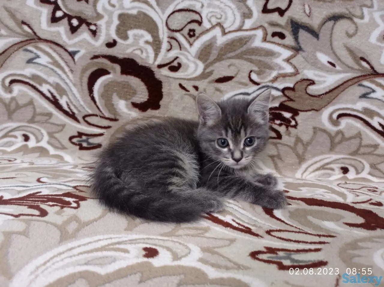 Отдам котят в хорошие руки, фотография 1