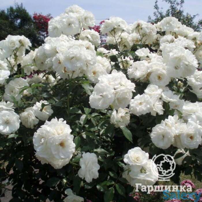 Роза шнеевитхен кустарниковая, топалович, фотография 1