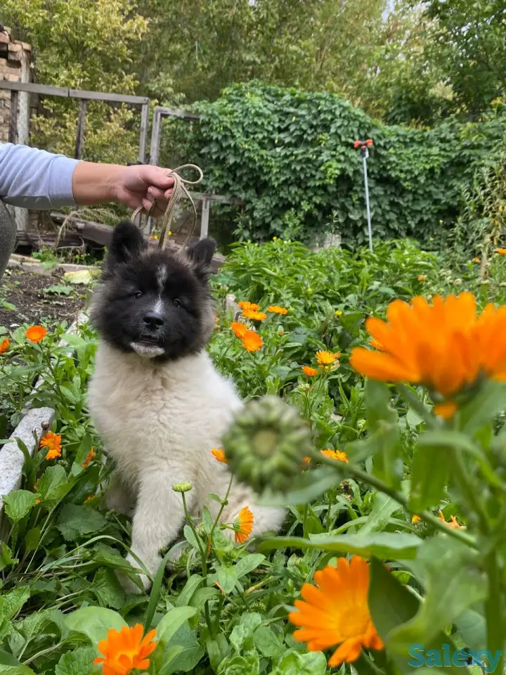 Шикарные девочки Американской Акиты, фотография 6