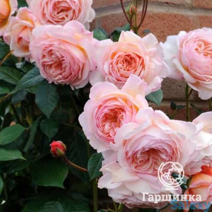 Роза а шропшир лэд, д.остин кустарниковая, фотография 1