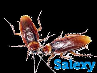 Избавим от тараканов навсегда, фотография 4