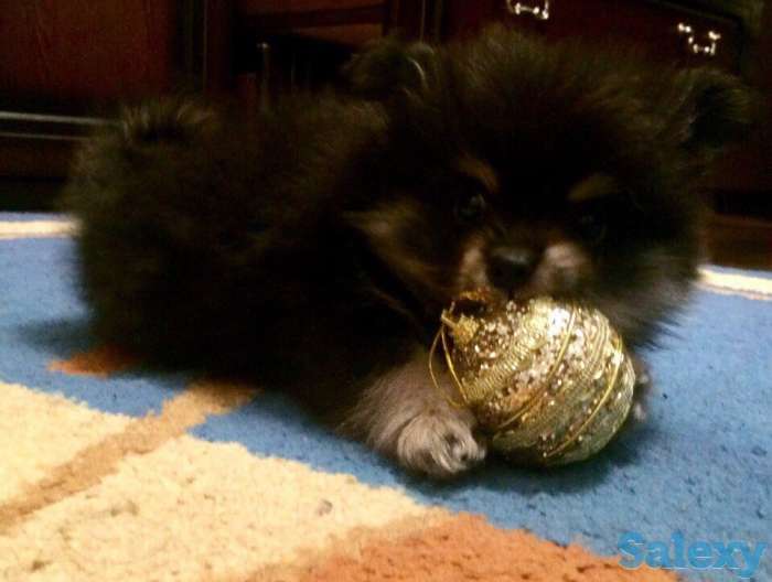 Щенков шпиц, фотография 3