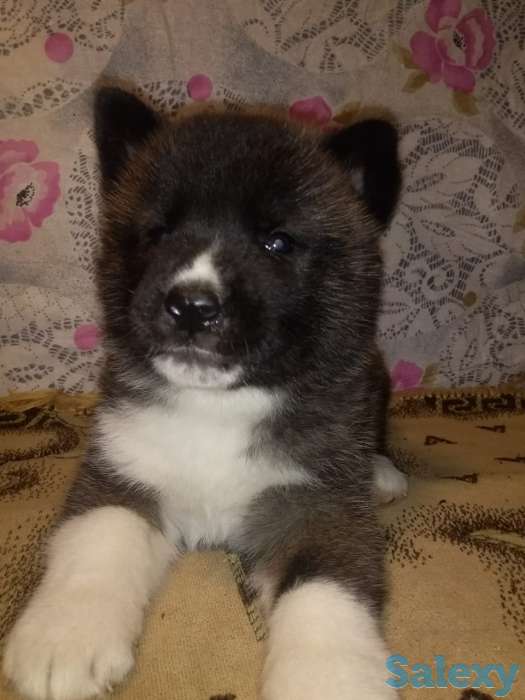 Продаются щенки Американской Акиты!, фотография 2