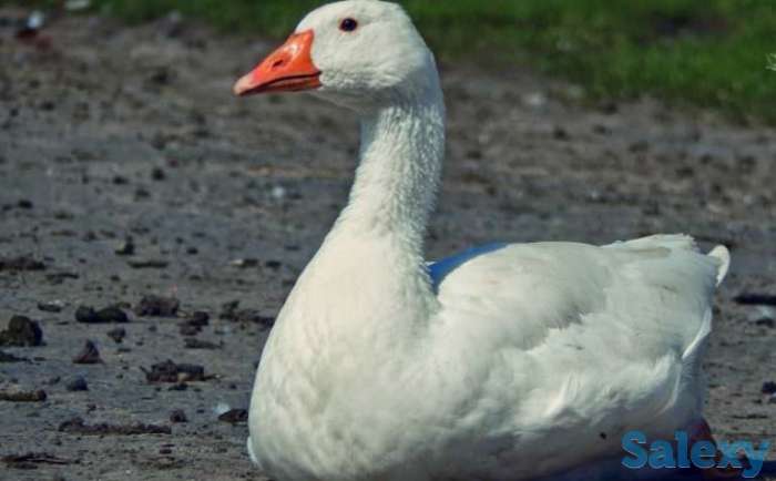 Гуси породы Линда, фотография 1
