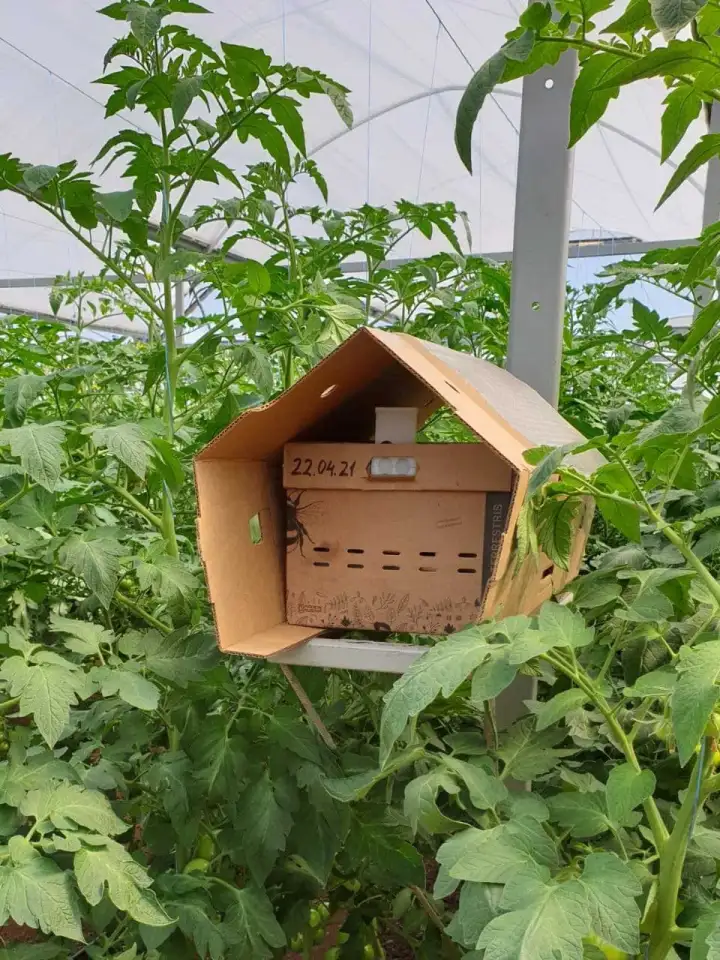 Шмелиная семья БиоИнновации Стандарт. Для опыления растений., фотография 12