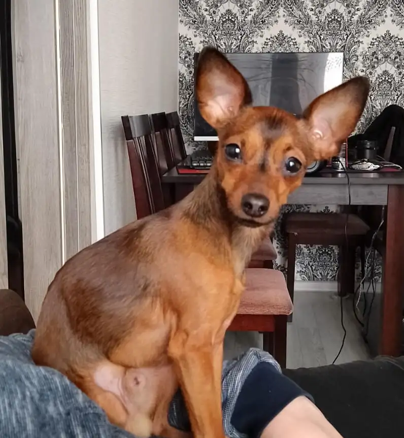 Продается щенок той терьера, фотография 6