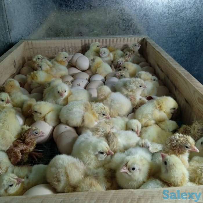 Цыплята бройлеры, фотография 2