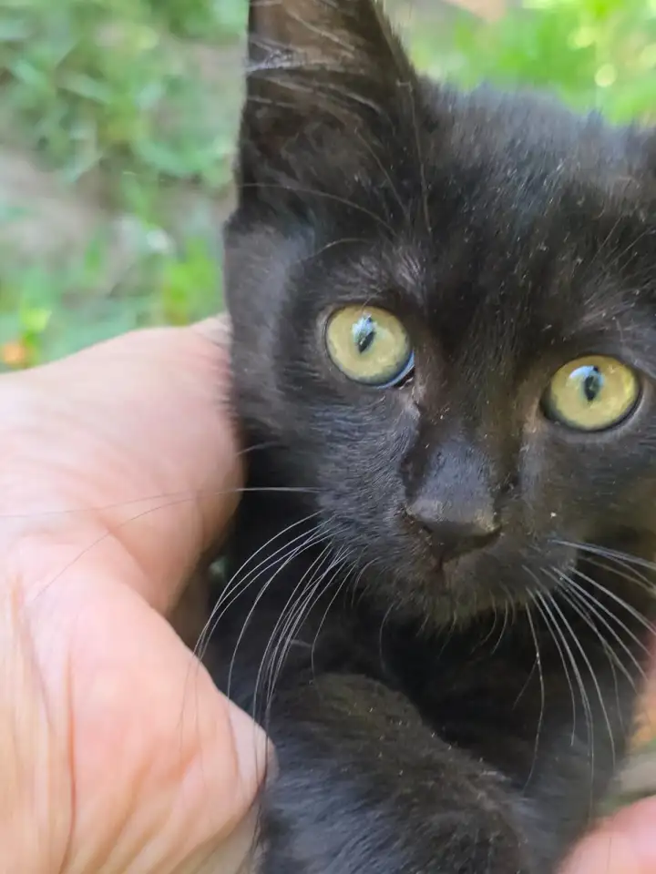 Отдам котёнка в добрые руки, фотография 3