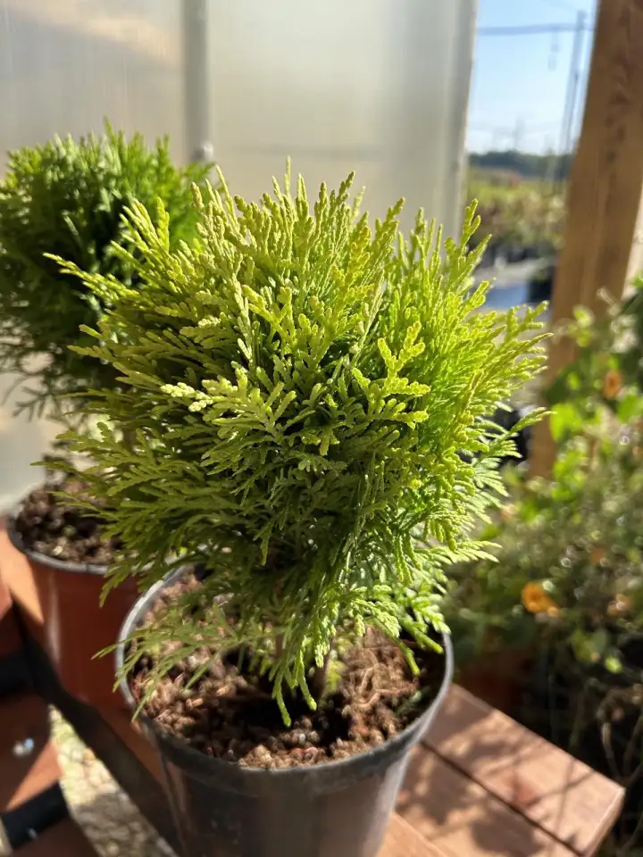 Туя Тини Тим,Мириам,Даника, фотография 2