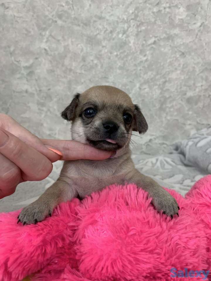 Чистопородные щенки чихуахуа, фотография 1