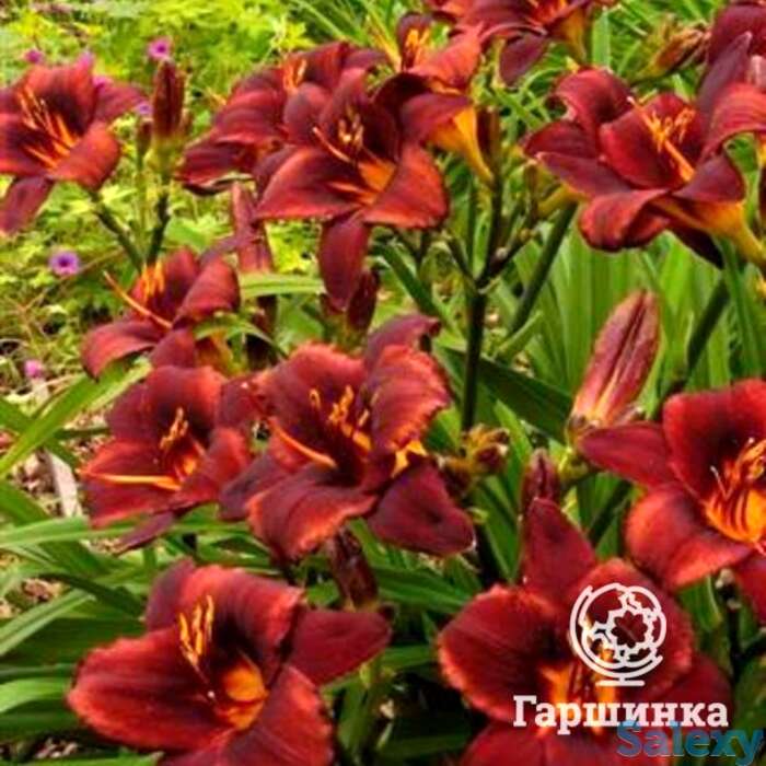 Лилейник чоколат кэнди, фотография 1