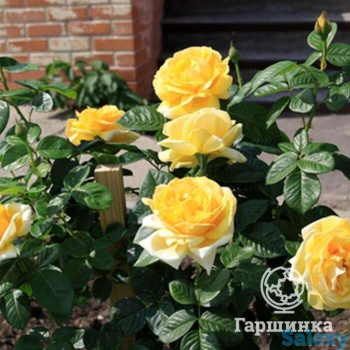 Роза микеланджело чайно-гибридная, топалович, фотография 1