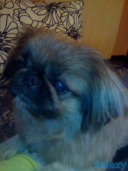 Пропал пекинес, фотография 1