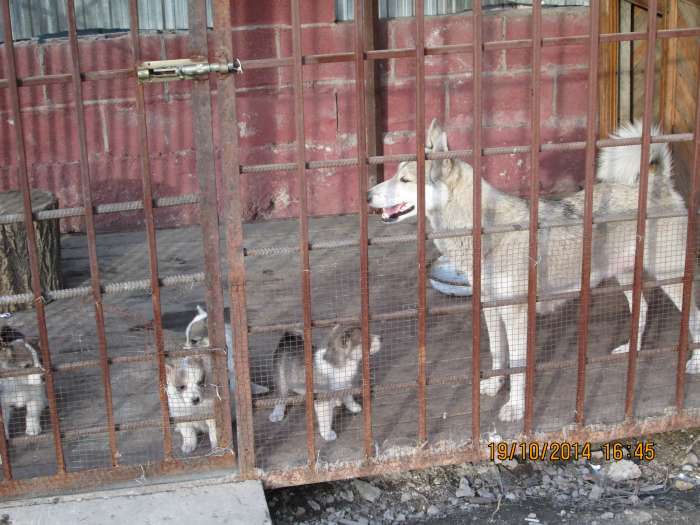 западно -сибирские лайки, фотография 1