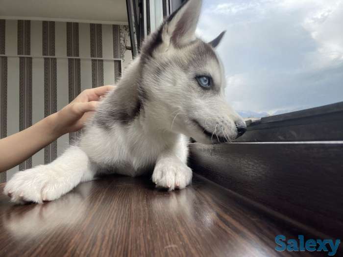 Щенок Хаски 2мес, фотография 5