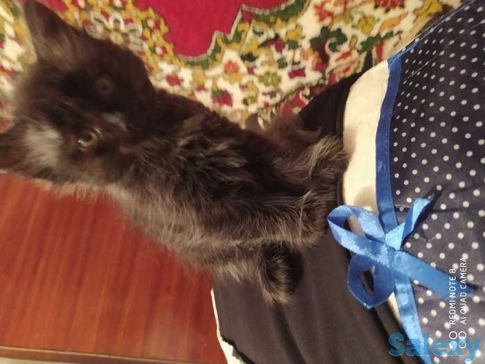 Отдам котят в добрые руки, фотография 4