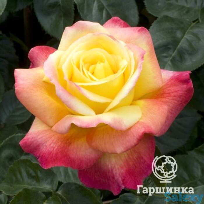 Роза пульман ориент экспресс чайно-гибридная, топалович, фотография 1