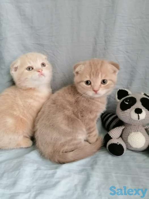 Продаю котят Скоттиш-Фолд, фотография 3