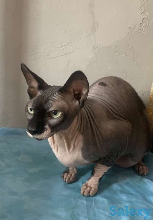 Продам кошку канадский сфинкс, фотография 3
