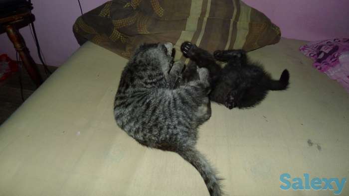 Отдам в добрые руки 2,5 месячного серого тигрового котёнка, девочку., фотография 7