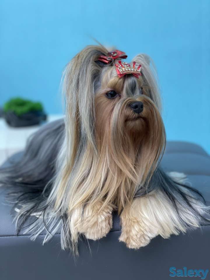 Щенки Йоркширского терьера, фотография 1