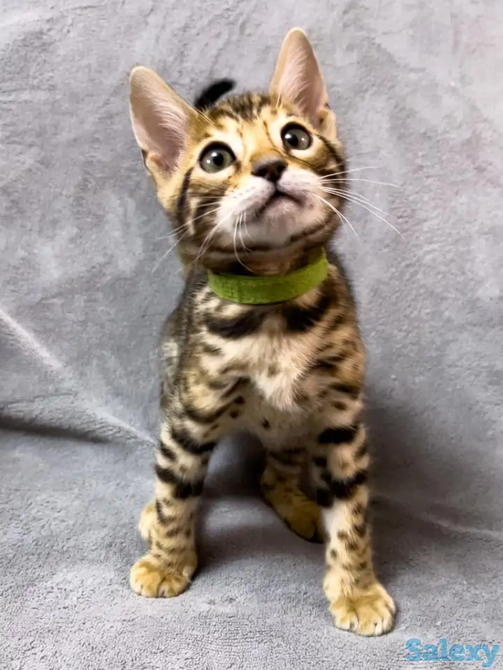 Бенгальские котята., фотография 1