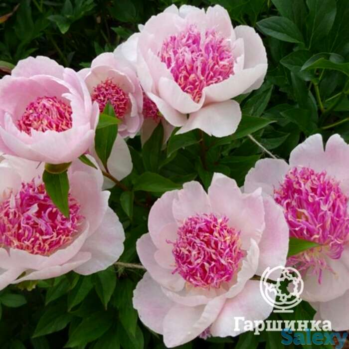 Пион ду телл, фотография 1