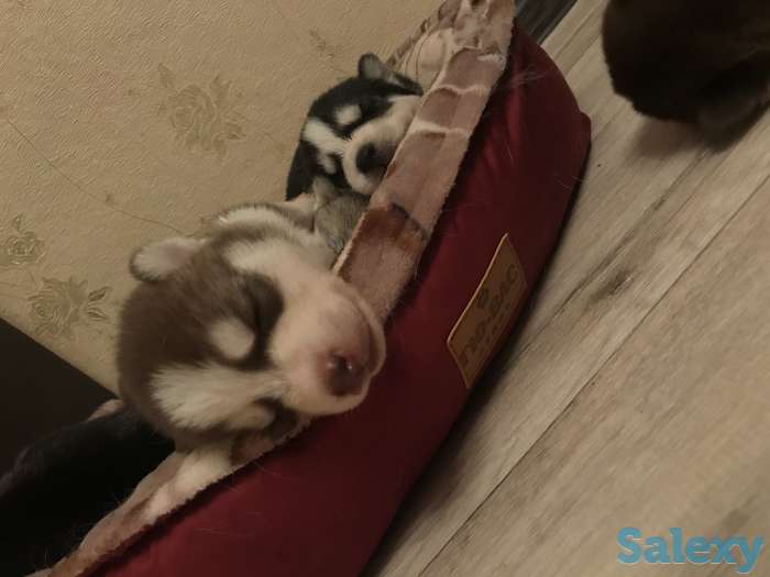 Бронирование щенков чистокровной хаски, фотография 3