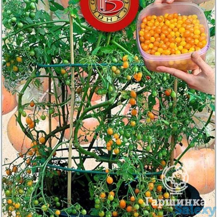 Семена Томат Берри Баскет Ело F1, фотография 1