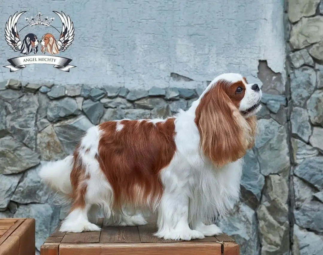 Профессиональный питомник ANGEL MECHTY., фотография 19